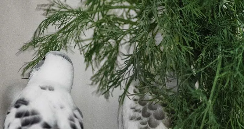 Wellensittiche fressen Dill