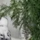 Wellensittiche fressen Dill