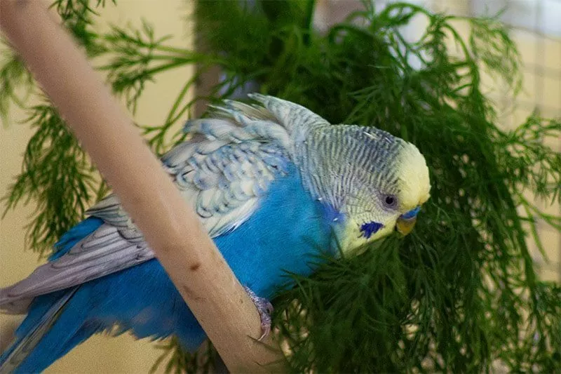 Wellensittich frisst frischen Dill
