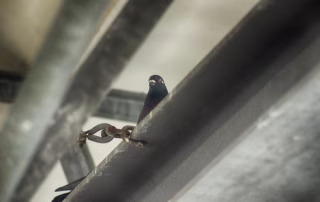 Vogelmord auch in Deutschland ein Thema 7 Vogelmord