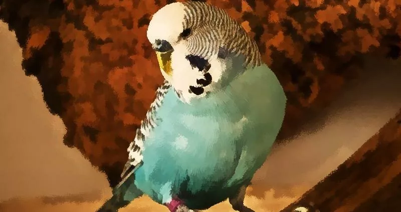 Wellensittich als Aquarell