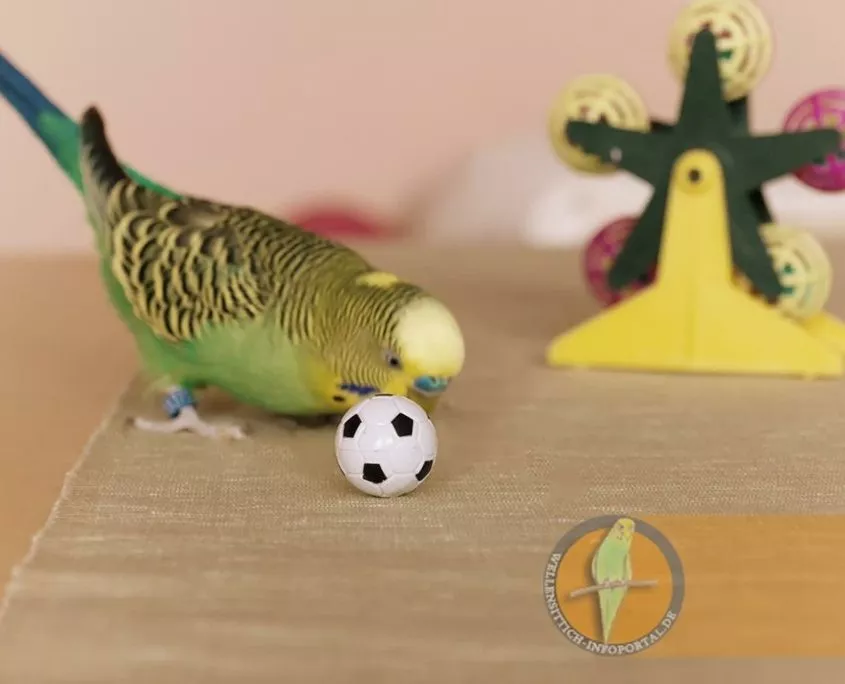 Wellensittich spielt mit ball