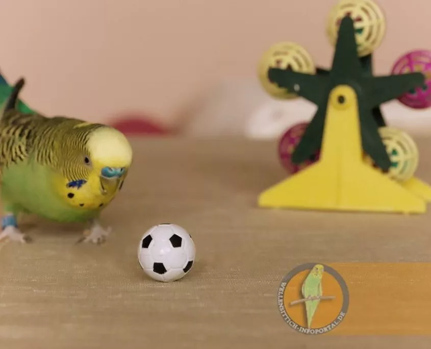 Wellensittich nähert sich den Ball