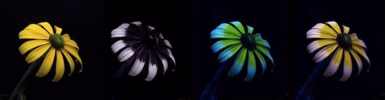 Können Wellensittiche Farben erkennen? Spannende Fakten zum Sehvermögen 3 Vergleich: Farbwahrnehmung Mensch vs. Vogel