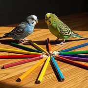 Wellensittiche mit Buntstiften in verschiedenen Farben.