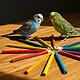 Wellensittiche mit Buntstiften in verschiedenen Farben.