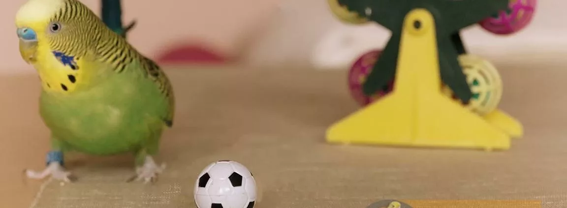 Wellensittich skeptisch wegen dem Ball