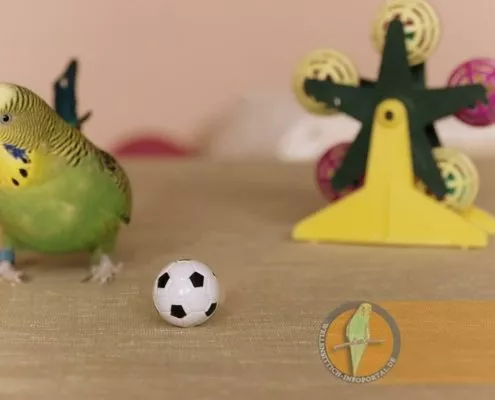 Wellensittich skeptisch wegen dem Ball