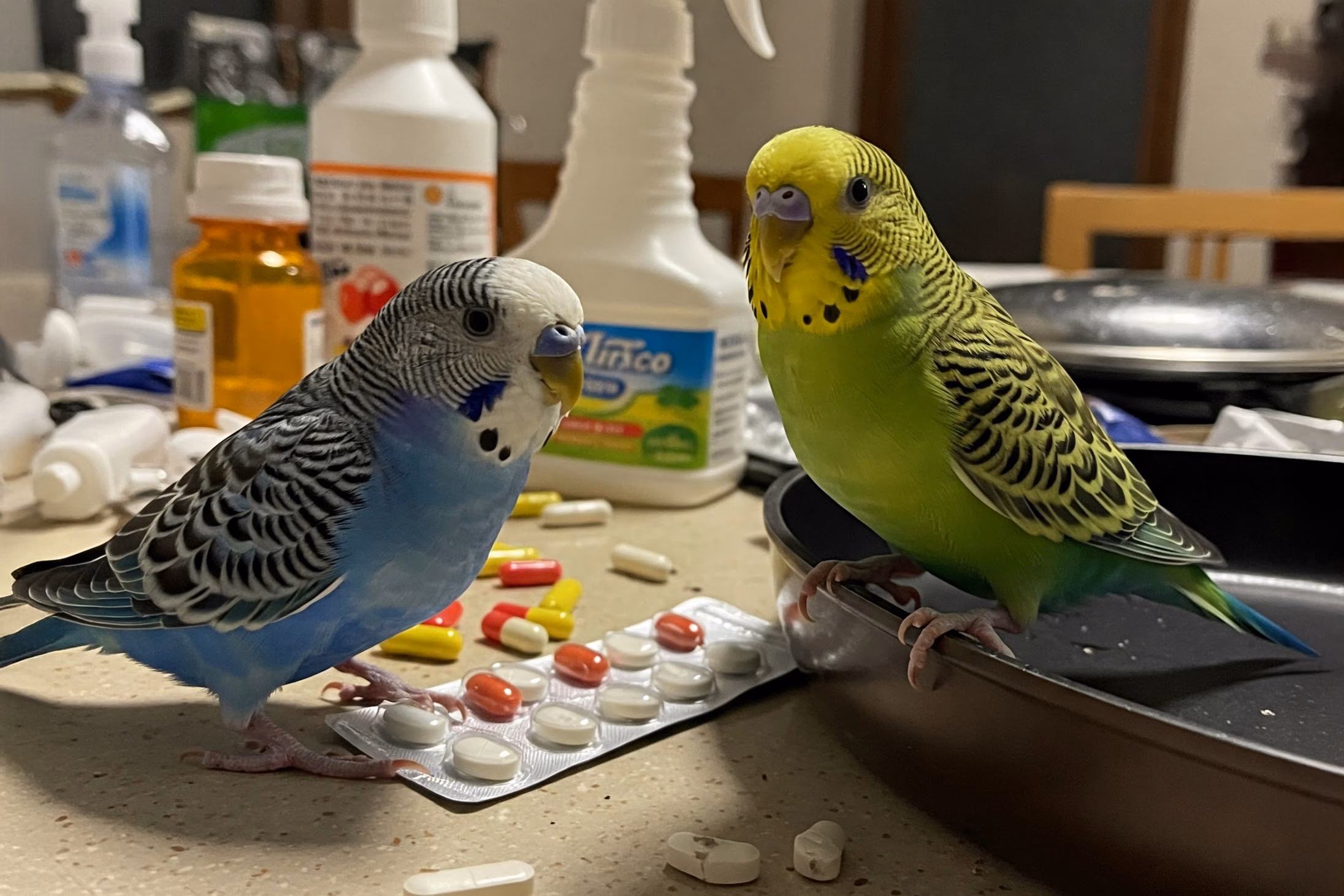 Ursachen von Vergiftungen Häufige Ursachen für eine Vergiftung beim Wellensittich