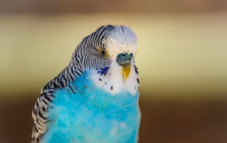 Die Mauser beim Wellensittich: Dauer, Symptome & Pflege-Tipps 8 Wellensittich in der Mauser