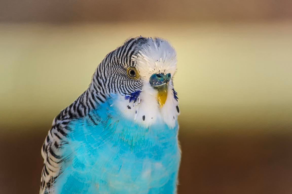 Wellensittich in der Mauser Wellensittich in der Mauser