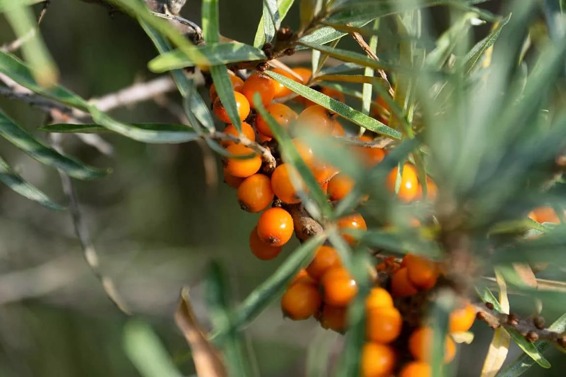 reife Sanddornbeeren