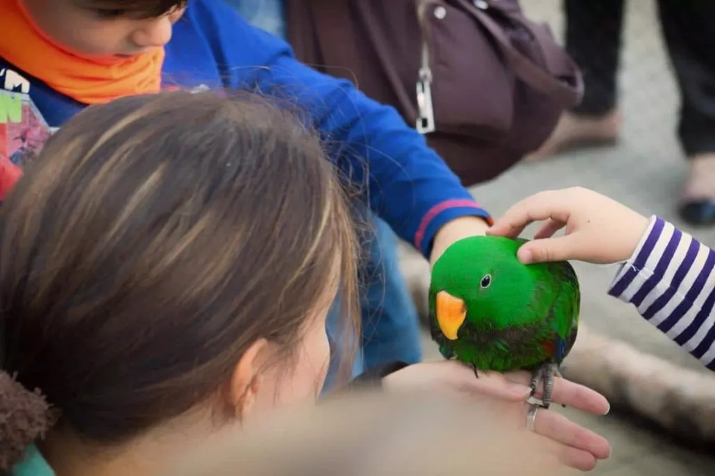 Kinder streicheln Papagei bei einer Vogelschau