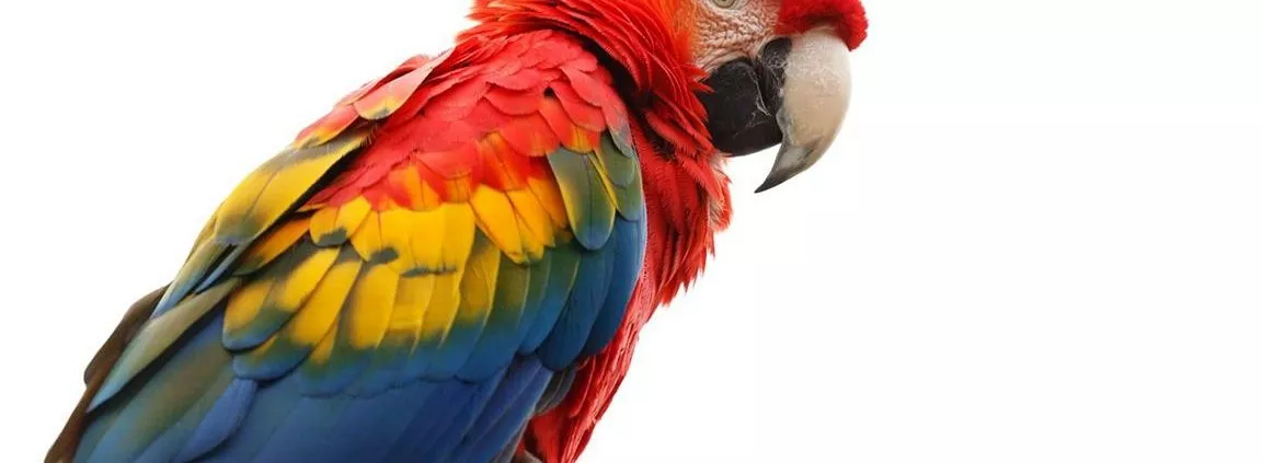 23. Große Rostocker Vogelschau in den Gewächshäusern bei Grönfingers