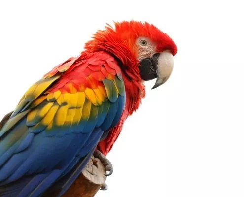 23. Große Rostocker Vogelschau in den Gewächshäusern bei Grönfingers