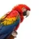 23. Große Rostocker Vogelschau in den Gewächshäusern bei Grönfingers