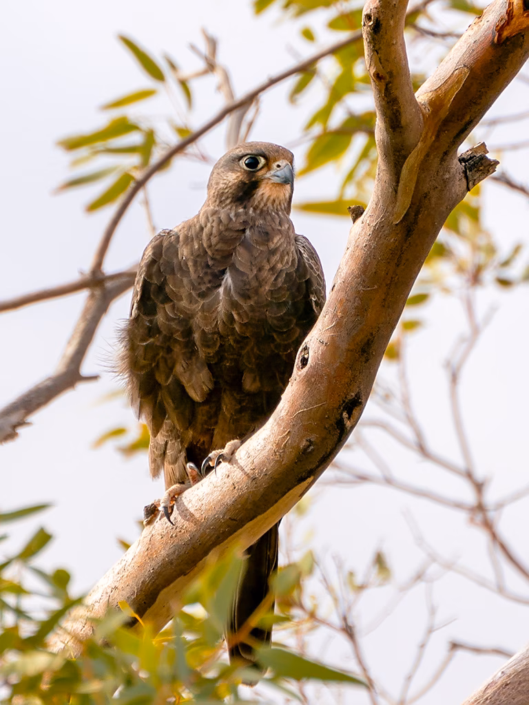 Rußfalke: Ein natürlicher Feind des Wellensittichs Rußfalke auf einem Ast lauernd – einer der natürlichen Feinde wilder Wellensittiche in Australien.