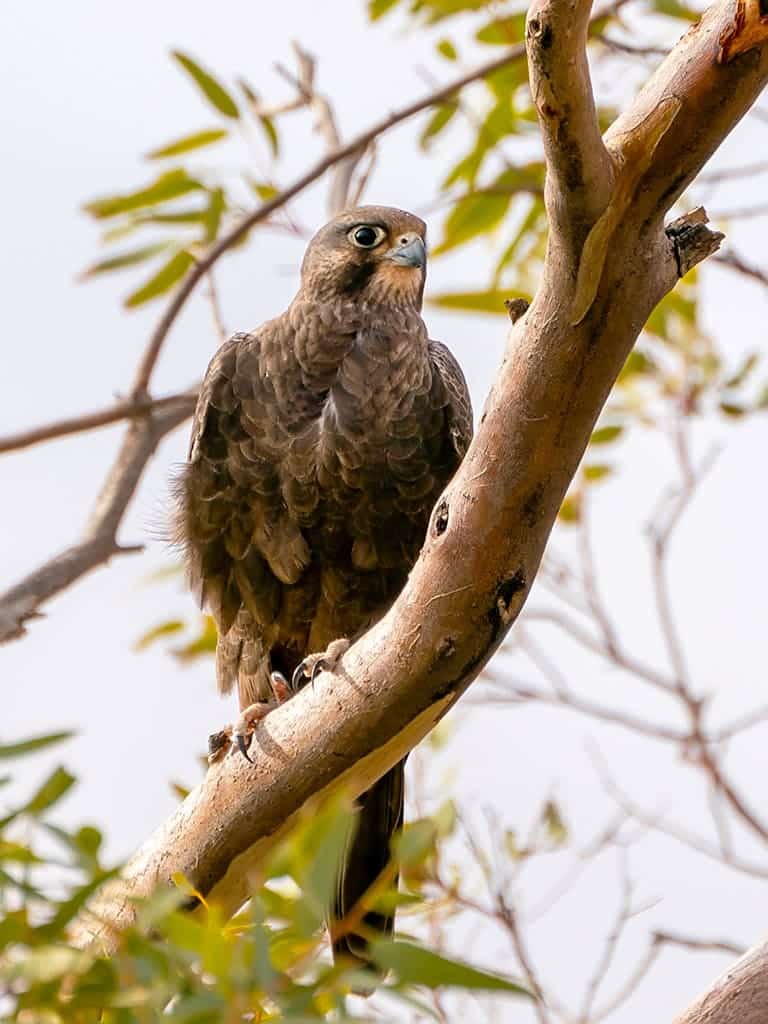 Der Rußfalke ist ein sehr geschickter Jäger, der seine Feinde aus der Luft fängt.