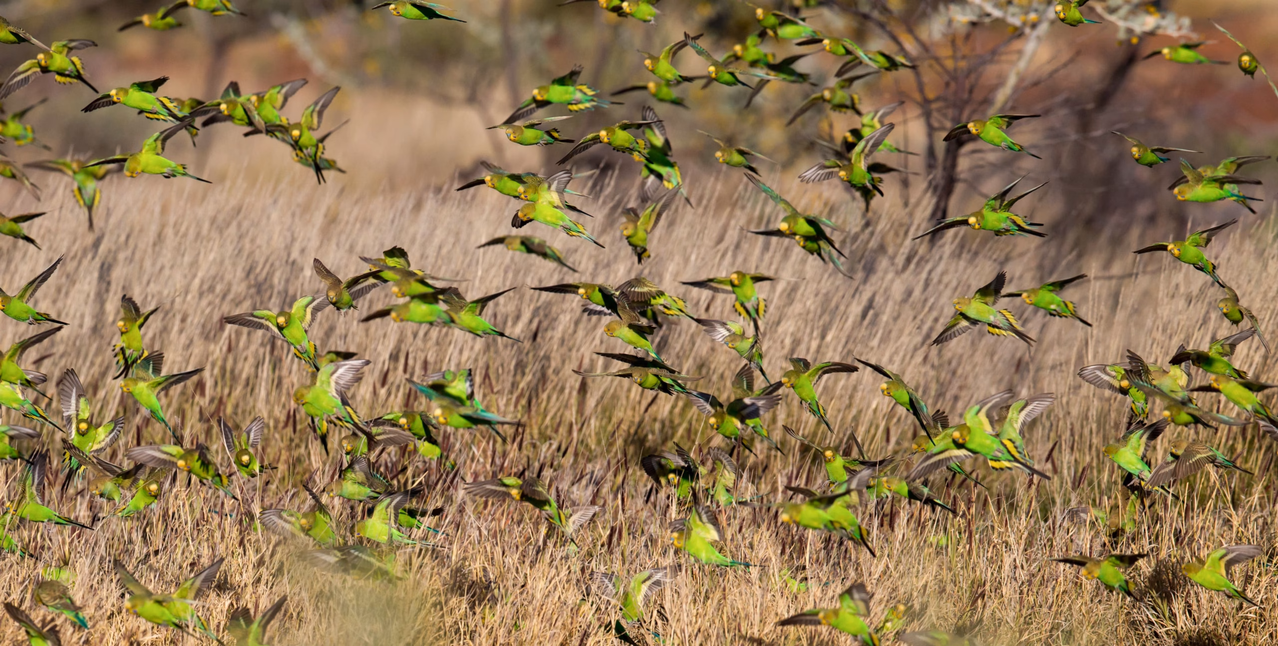 Ein Schwarm Wellensittiche schützt sich in Australien vor Feinden.