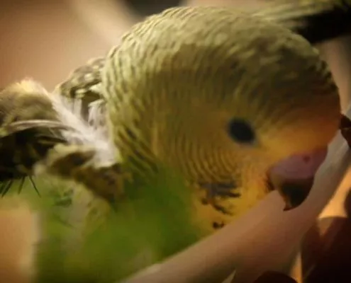 Vogelzüchter in 41849 Wassenberg