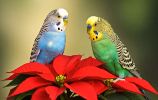 Weihnachtsstern: Giftig für Wellensittiche? 6 zwei Wellensittiche sitzen auf einem weihnachtsstern