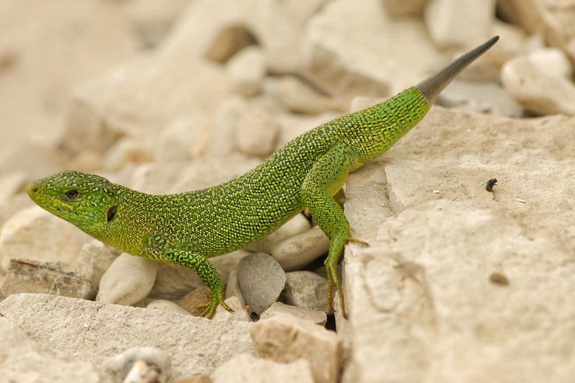 Reptilienbörse 2015 in Rostock