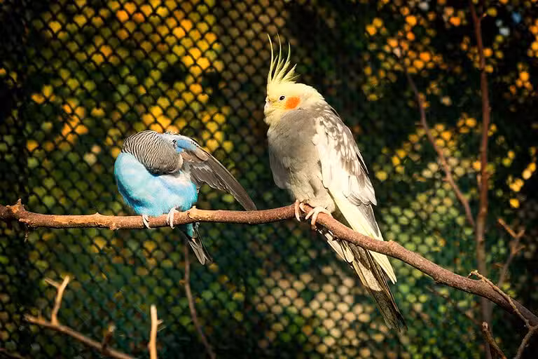 Kann Man Kanarienvögel Und Wellensittiche Zusammen Halten Welche Vogelarten kann man mit Wellensittichen zusammen halten?