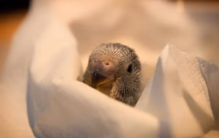 Zuchtgenehmigung Wellensittich: Pflicht, Ringe & Gesetze ab 2024 3 Wellensittichzucht