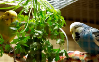 Vogellampe für Wellensittiche – UV-Licht für Gesundheit und Wohlbefinden 8 Grüner Wellensittich im UV-Licht – Ratgeber zur richtigen Vogellampe und Bird Lamp