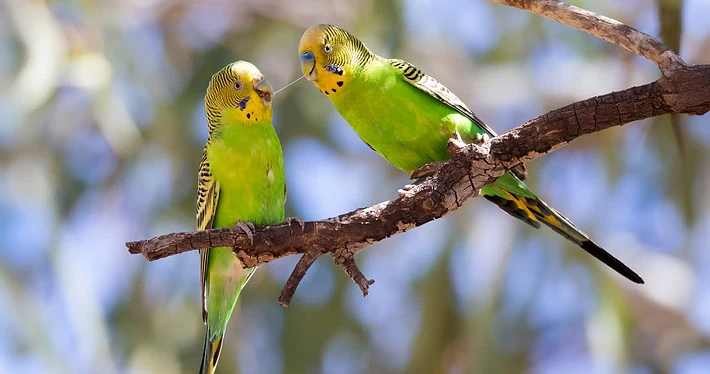 Zwei grüne Wellensittiche, die auf einem Ast in Australien sitzen, sind in der Dokumentation zu sehen.