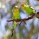 Zwei grüne Wellensittiche, die auf einem Ast in Australien sitzen, sind in der Dokumentation zu sehen.