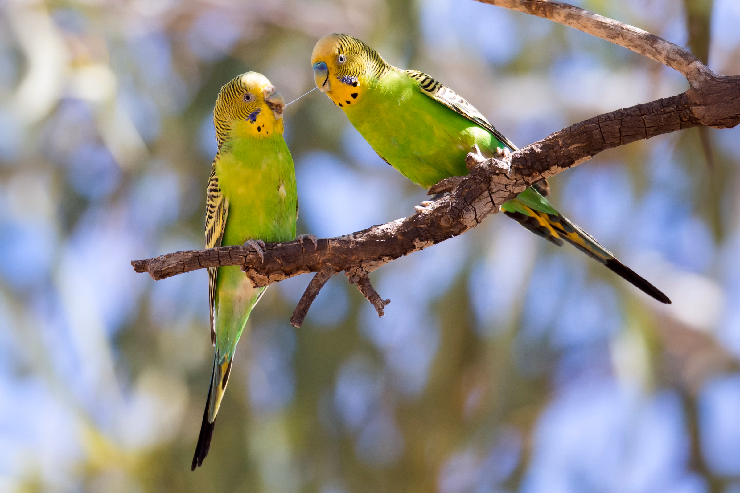 Australien: Heimat der Wellensittiche Zwei wildgrüne Wellensittiche auf einem Ast in Australien – ursprüngliche Heimat der Art