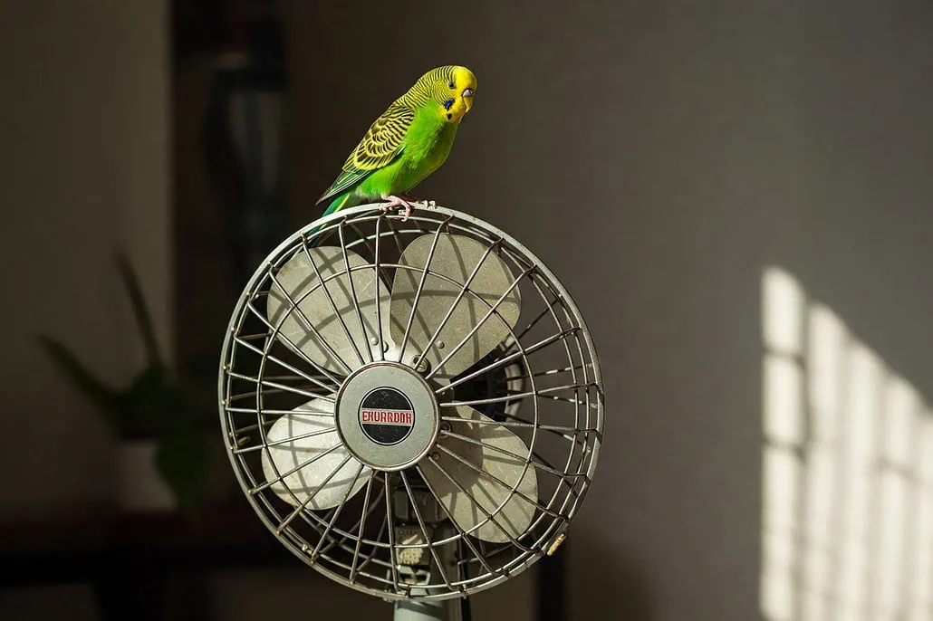 Ein grüner Wellensittich sitzt auf einem Standventilator.