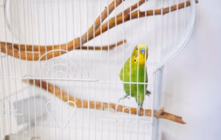 Vogelkäfig für Wellensittiche – Größe, Form und Ausstattung 6 Vogelkäfig Wellensittich