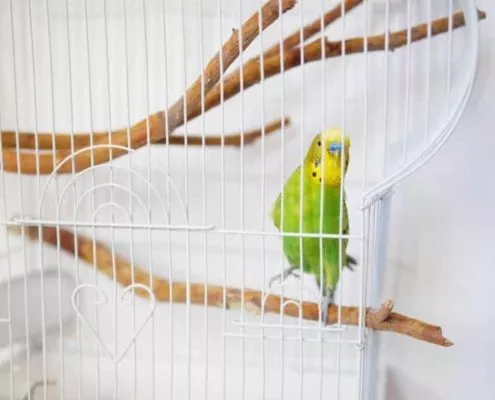 Vogelkäfig Wellensittich