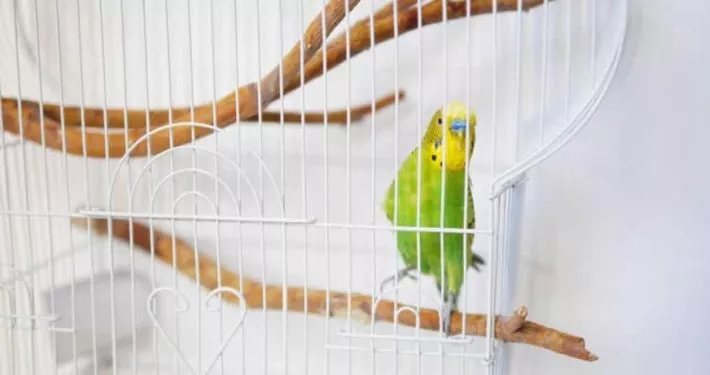 Vogelkäfig Wellensittich