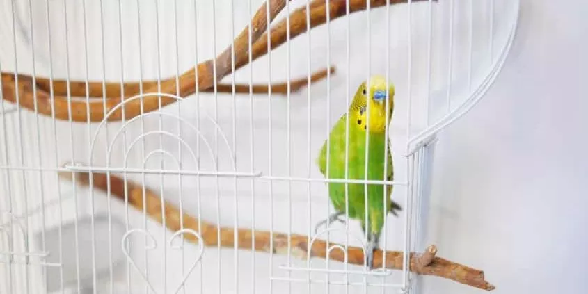 Vogelkäfig Wellensittich