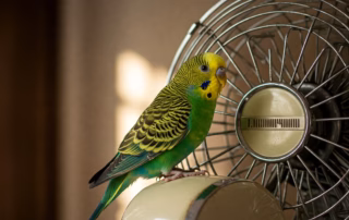 Ein grüner Wellensittich sitzt auf einem Ventilator.