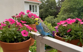 Wellensittich entflogen oder weggeflogen? So findest du deinen Vogel wieder 5 Ein blauer Wellensittich ist entflogen und sitzt auf einer Balkonbrüstung zwischen Blumentöpfen