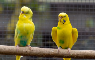 Wellensittich sprechen beibringen: Wahrheit, Mythen & smarte Tipps 11 Zwei gelb-grüne Wellensittiche sitzen auf einem Naturast und scheinen miteinander zu kommunizieren oder zu sprechen.