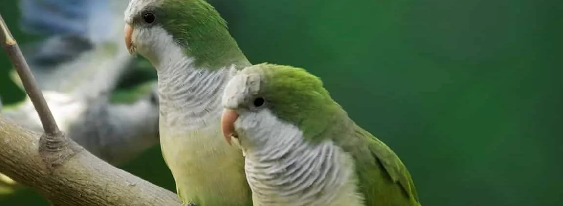 24. Landesschau der Vereinigung für Artenschutz, Vogelhaltung und Vogelzucht