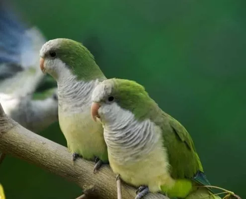 24. Landesschau der Vereinigung für Artenschutz, Vogelhaltung und Vogelzucht