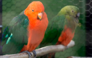 Vogelwelt in Rostock 2015 bei Grönfingers 3 Königssittich im Grönfingers Rostock