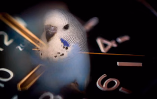 Zeitumstellung bringt meine Wellensittiche durcheinander: So hilfst du deinen Vögeln 9 Zeitumstellung probleme mit Wellensittichen