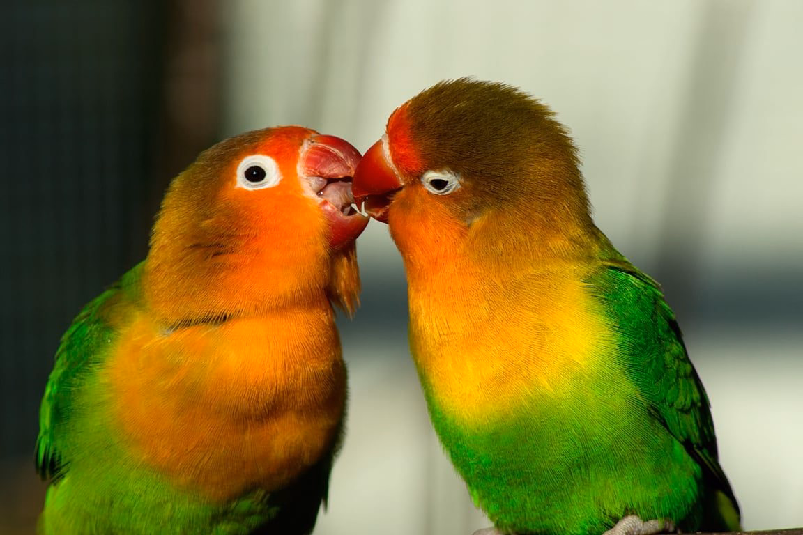 Agaporniden die Unzertrennlichen Papageien Agaporniden (Unzertrennliche, Lovebirds)
