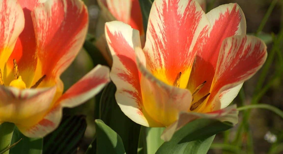 Giftigkeit von Tulpen