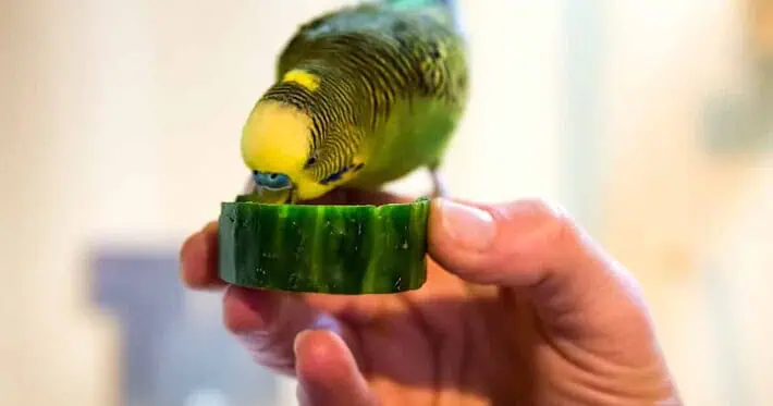 Wellensittich frisst Gurke