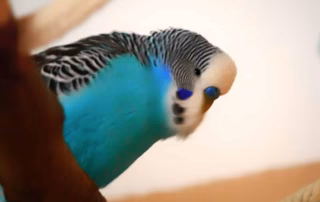 Krankheitssymptome bei Wellensittichen erkennen und richtig handeln 7 Krankheitssymptome, ist mein Wellensittich krank?