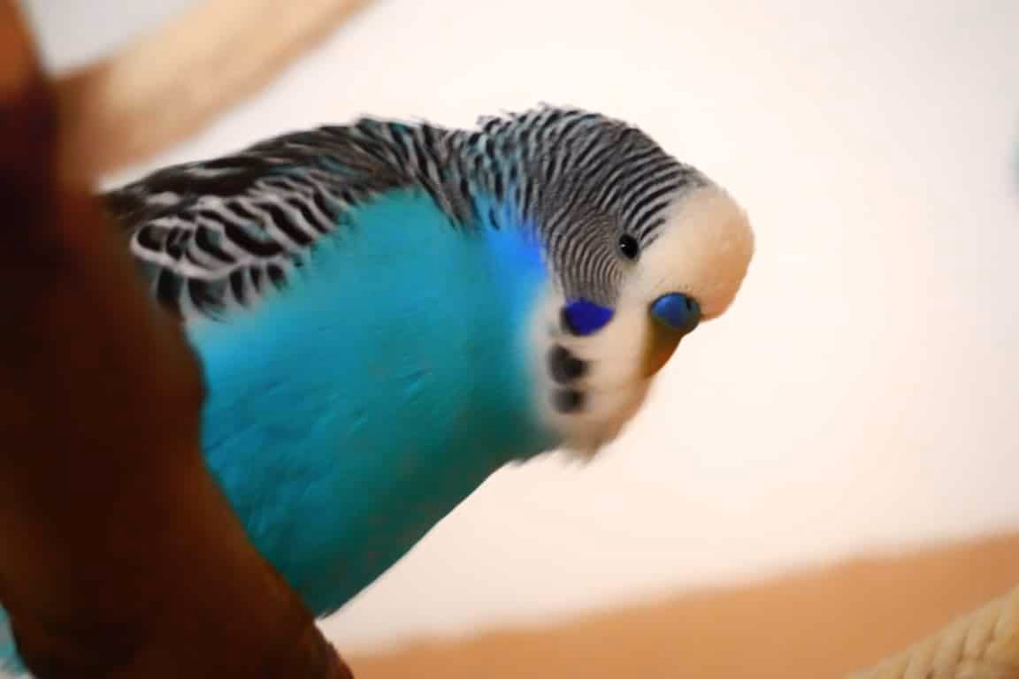 Krankheitssymptome, ist mein Wellensittich krank?