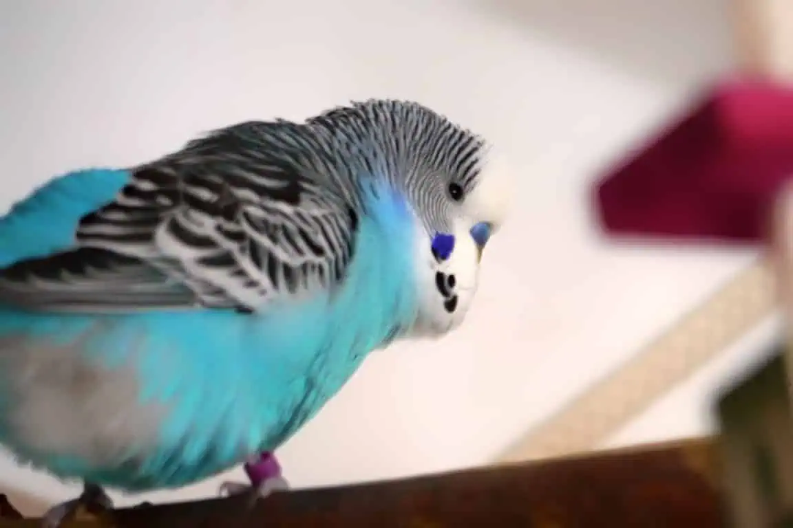 Krankheitssymptome bei Wellensittichen erkennen und richtig handeln 2 Kranker Wellensittich mit gesträubtem Gefieder sitzt aufgeplustert auf der Stange